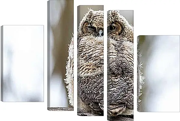 Модульная картина - Сова днём