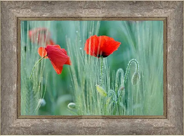 Картина в раме - Два мака в поле