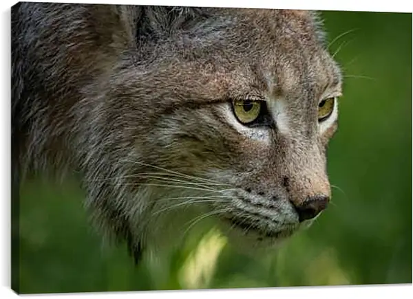 Постер на подрамнике - Рысь