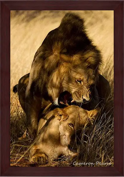 Картина в раме - Лев и львица