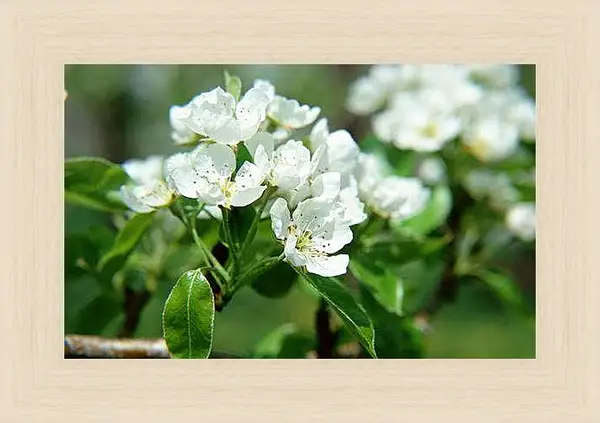 Картина в раме - Весна