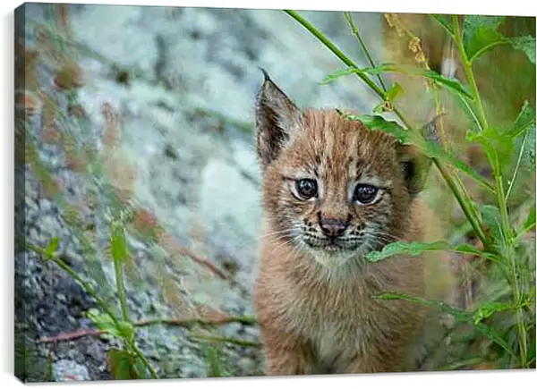 Постер на подрамнике - Рысь