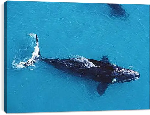 Постер на подрамнике - Киты