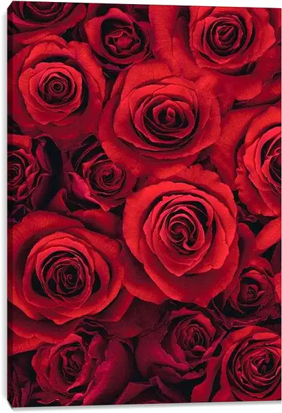 Постер на подрамнике - Розы