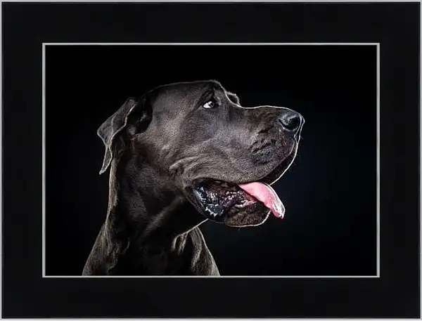 Картина в раме - Дог