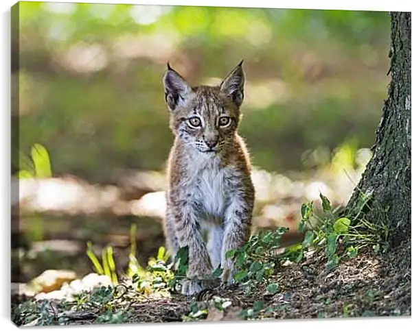 Постер на подрамнике - Рысь