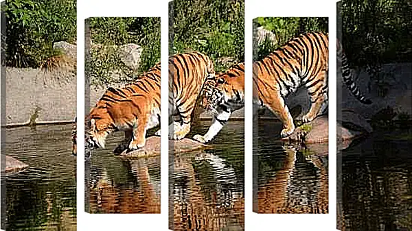 Модульная картина - Два коричневых тигра. Животные. Бенгальские тигры