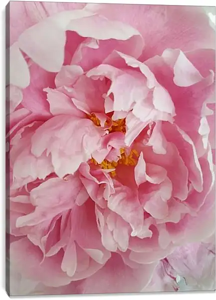 Постер на подрамнике - Пион розовый