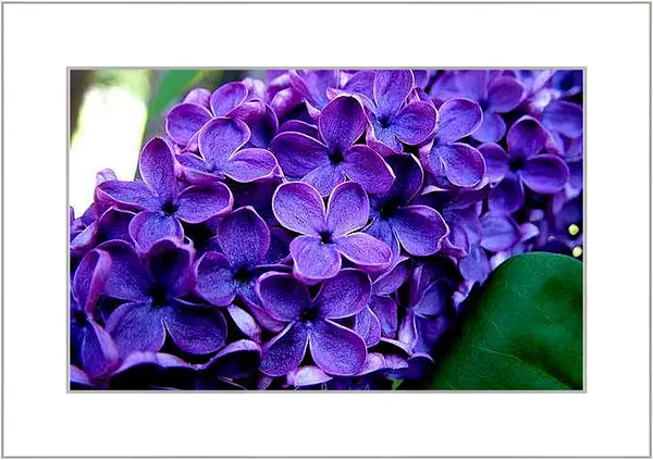 Картина в раме - Весна