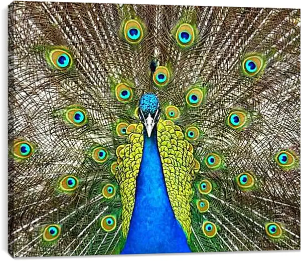 Постер на подрамнике - Павлин с распущенным хвостом