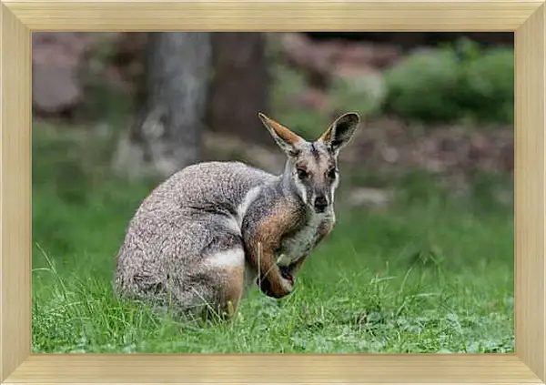 Картина в раме - Кенгуру