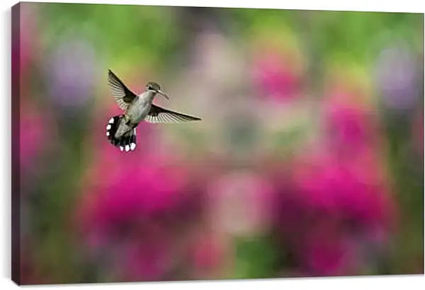 Постер на подрамнике - Колибри