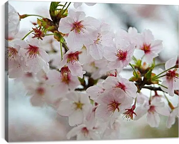 Постер на подрамнике - Весенний цвет