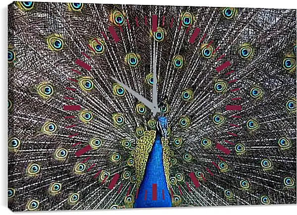 Часы картина - Павлин с распущенным хвостом