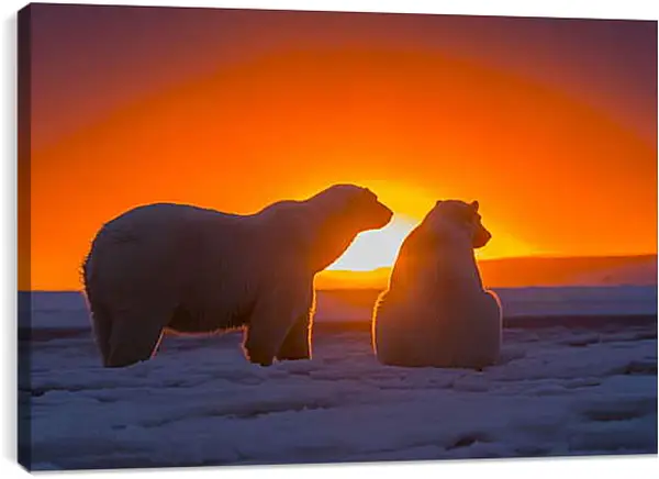Постер на подрамнике - Белые медведи