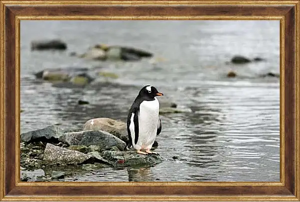 Картина в раме - Пингвин на камнях