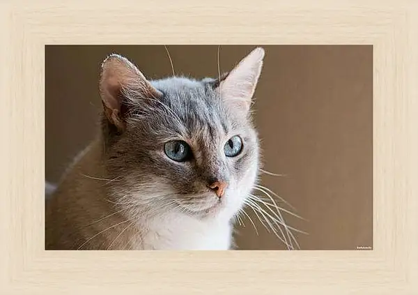 Картина в раме - Кот