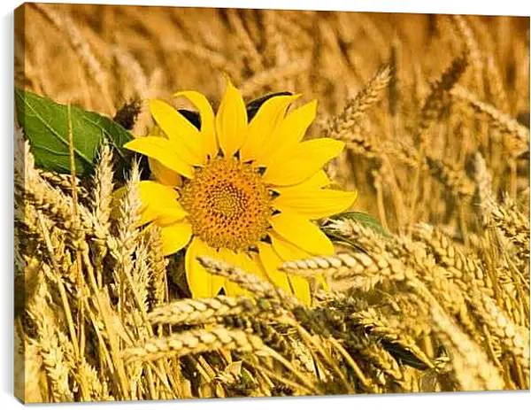 Постер на подрамнике - Подсолнух в колосьях