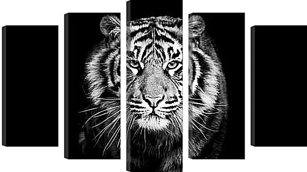 Модульная картина - Белый тигр. Хищник. Крупным планом