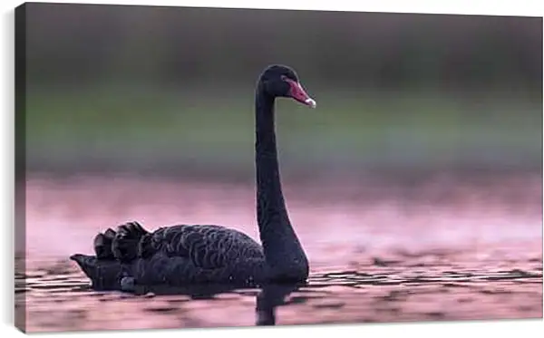 Постер на подрамнике - Чёрный лебедь