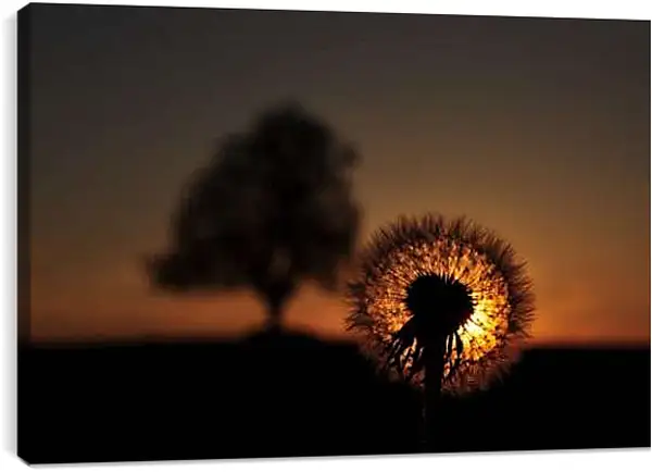 Постер на подрамнике - Одуванчики на закате 2