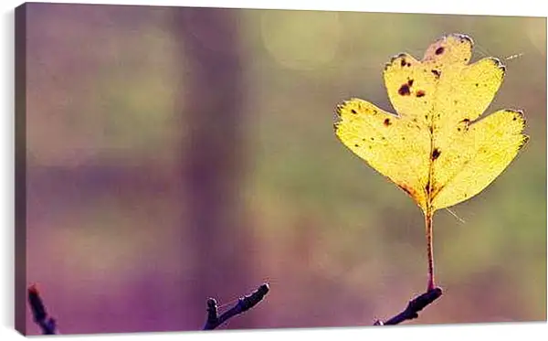 Постер на подрамнике - Осень