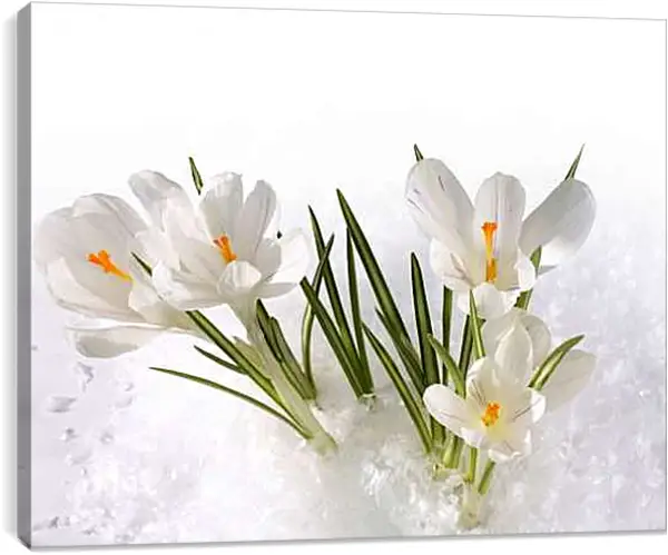 Постер на подрамнике - Подснежники в снегу