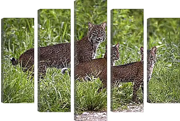 Модульная картина - Рыси