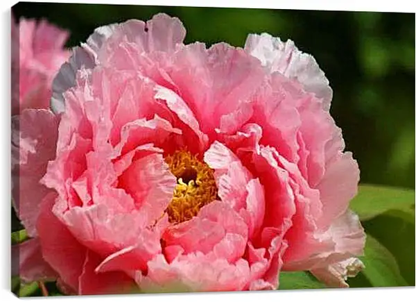 Постер на подрамнике - Красивый пион