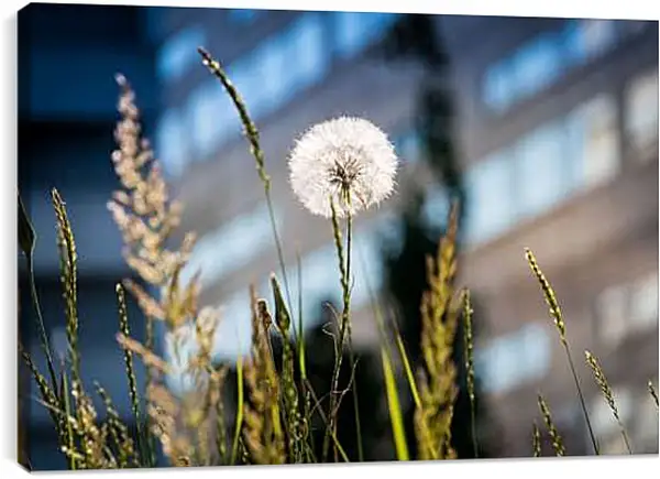 Постер на подрамнике - Одуванчик в зелёной траве