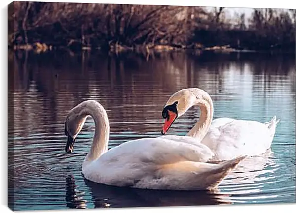 Постер на подрамнике - Два лебедя