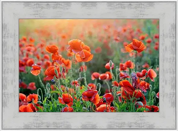 Картина в раме - Поле маков