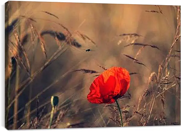 Постер на подрамнике - Одинокий мак