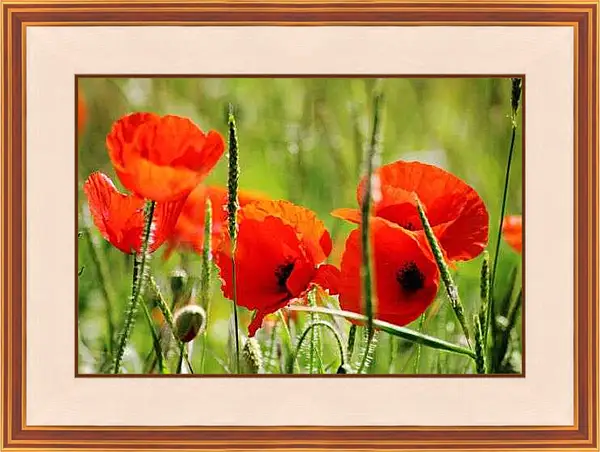 Картина в раме - Маки в поле