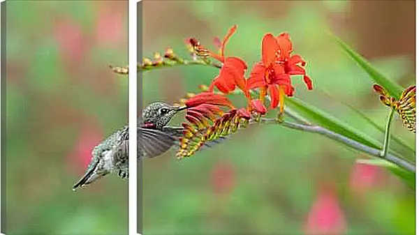 Модульная картина - Колибри