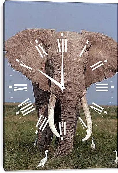 Часы картина - Слон