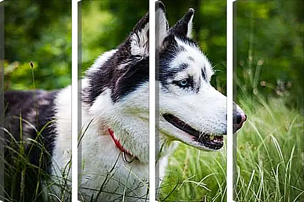 Модульная картина - Лайка