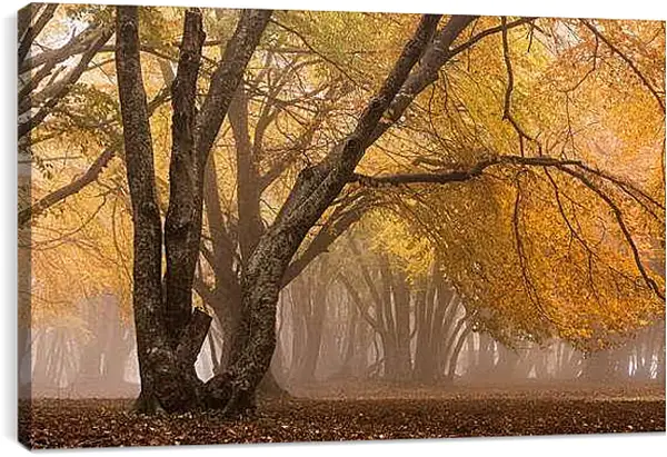 Постер на подрамнике - Осень