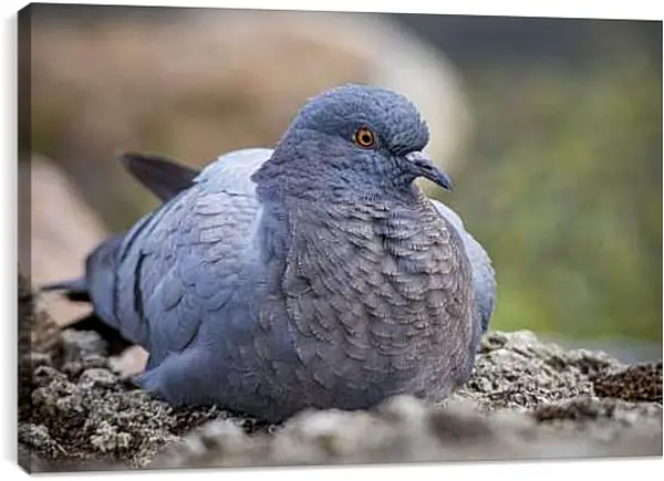 Постер на подрамнике - Голубь