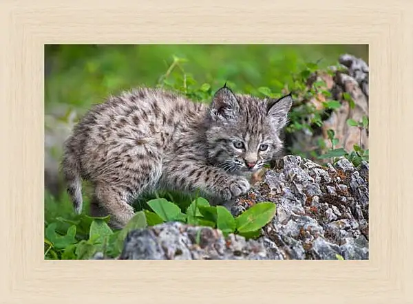 Картина в раме - Рысь