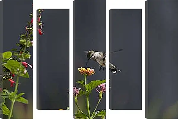 Модульная картина - Колибри