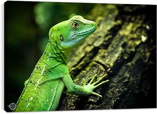 Постер на подрамнике - Ящерица