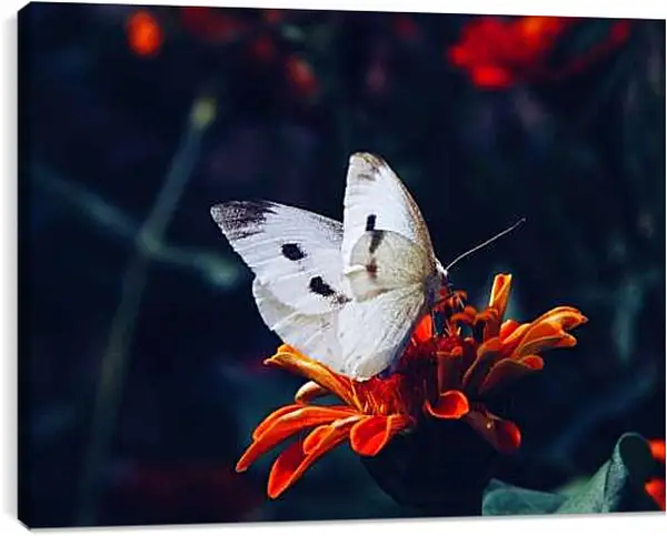 Постер на подрамнике - Белая бабочка на цветке
