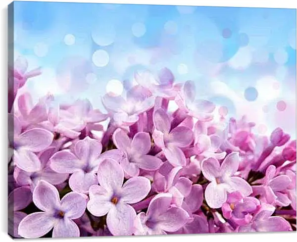 Постер на подрамнике - Лепестки сирени