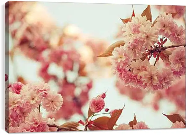 Постер на подрамнике - Сад сакуры