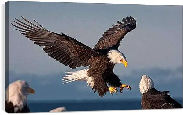 Постер на подрамнике - Орлы