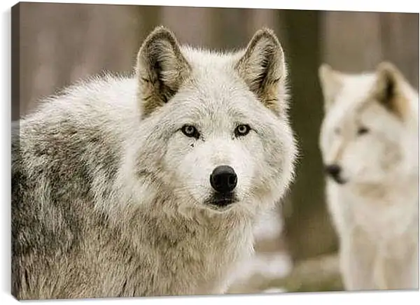 Постер на подрамнике - Волки