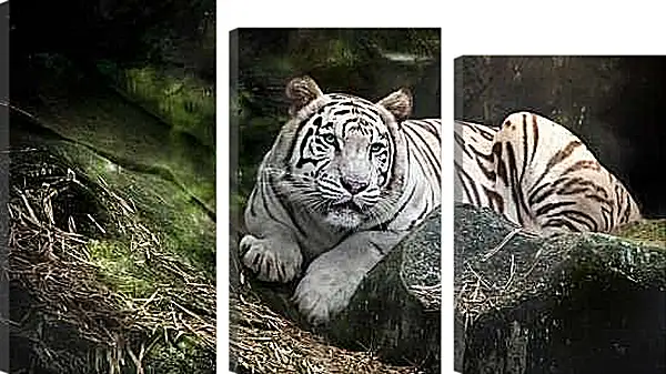Модульная картина - Белый тигр. Животные. Природа