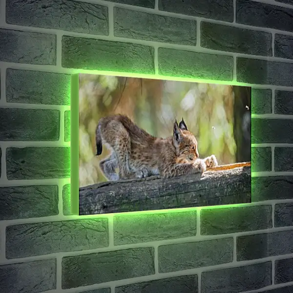 Лайтбокс световая панель - Рысь