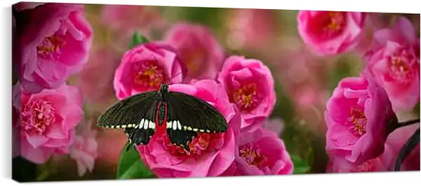 Постер на подрамнике - Красивая бабочка